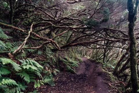 Exploring the path of the Anaga in the humid forest Stock Photos