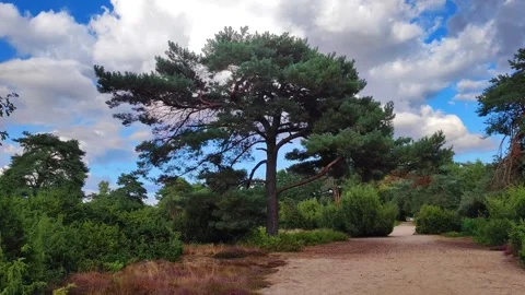 Exploring a path through greenery under a blue sky Stock-Footage 347460315