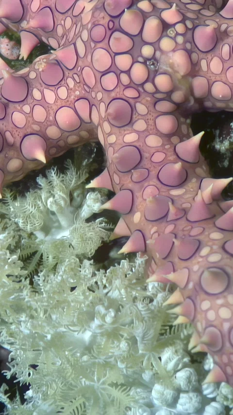 Exploring patterns of a crown of thorns starfish in the red sea Stock Footage 311859788