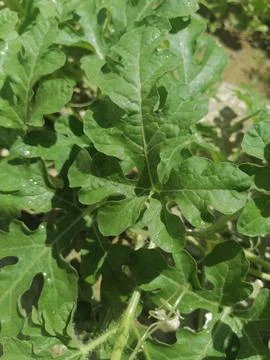 Exploring the patterns of leaf labyrinth a watermelon plant Stock Photos
