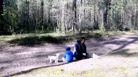 Exploring a peaceful forest trail with a child and small dogs on a sunny day Stock Footage 306446719