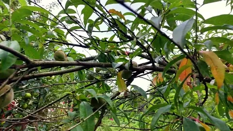 Exploring a Peach Branch With Fruit on a Sunny Day in a Garden Setting Duri.. Stock Footage 345365152