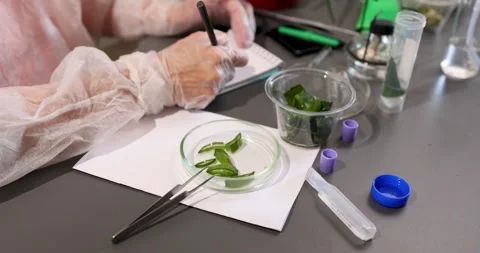 Exploring Plant Properties in a Laboratory Setting for Pharmaceutical Research Stock Footage 315555330