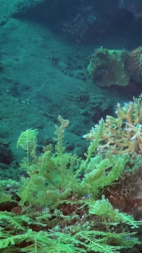 Exploring Pristine Coral Reef Ecosystem in Early Morning Hours Stock Footage 321410325