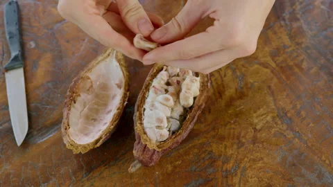 Exploring the process of opening cacao pods for fresh cocoa bean extraction in a Stock Footage 301572550