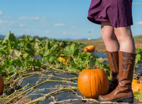 Exploring a Pumpkin Patch Fotos de archivo