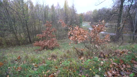 Exploring a quiet landscape with fall colors in a natural area during the late Stock Footage 332835986