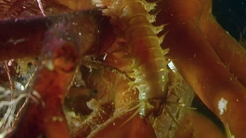Exploring a ragworm habitat in arctic's white sea Stock Footage 312487762