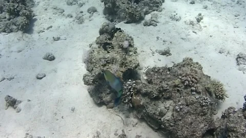 Exploring red sea coral reefs around marsa alam with parrotfish 動画素材 312280644