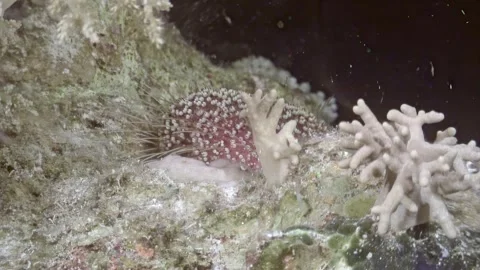 Exploring the Red Sea fire urchin at a coral reef in the Red Sea Stock Footage 291038536