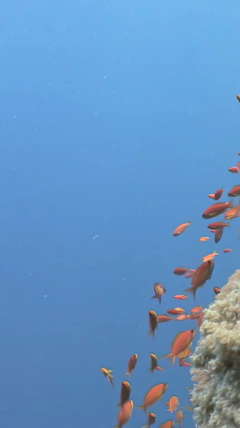 Exploring the Red Sea fish at dawn Stock Footage 312281985