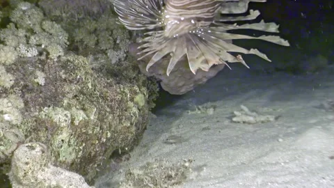 Exploring the Red Sea seabed after dark with small fish Stock Footage 312007005