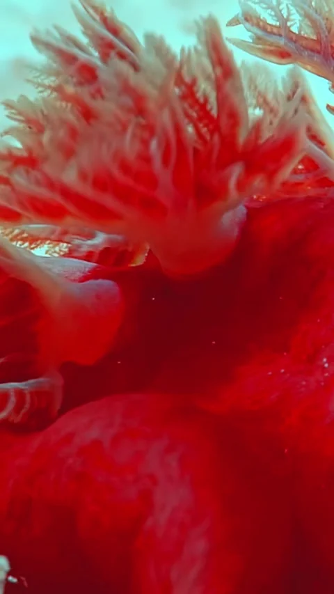 Exploring the red sea's spanish dancer and imperial shrimp Stock Footage 314133149