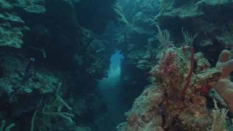 Exploring a Reef Chasm in the Waters of Belize Stock Footage 306496425
