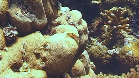 Exploring Reef Life off the Coast of Papua New Guinea Stock Footage 324175085