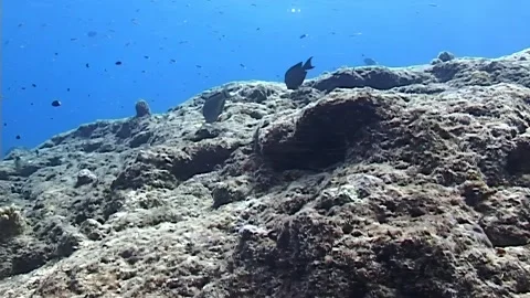 Exploring the Reefs of Papua New Guinea and Indonesia Stock Footage 324174760
