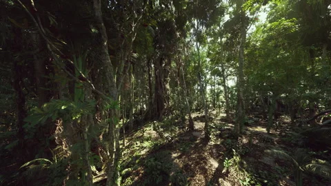 Exploring remote jungle routes with natural obstacles and scenic views Stock Footage 334326926
