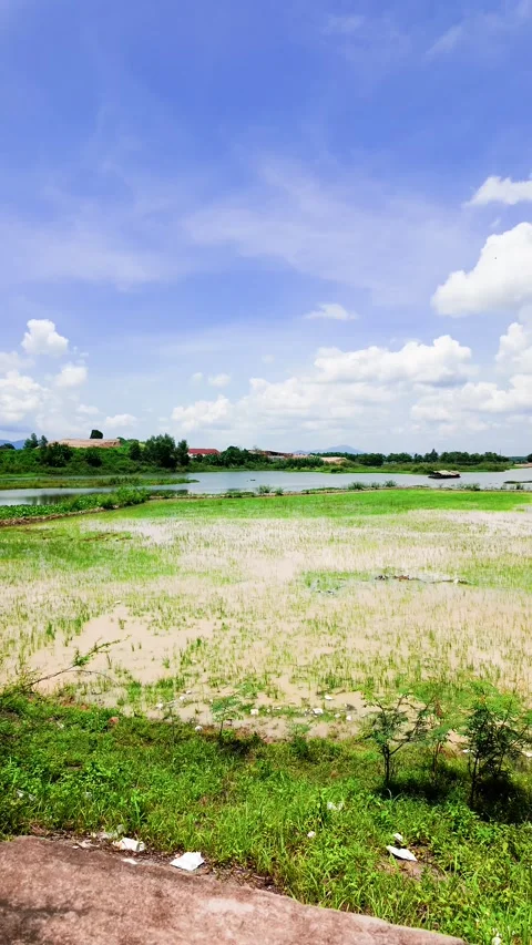 Exploring the rice fields of Duc Linh in Lam Dong, Vietnam during a sunny day Stock Footage 343700466