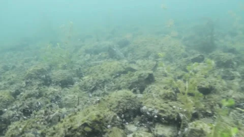 Exploring the river underwater 스톡 동영상 149124091