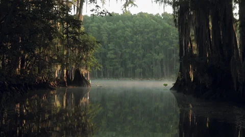 Exploring the rivers and trees at dawn in the quiet forest area Stock Footage 327955394
