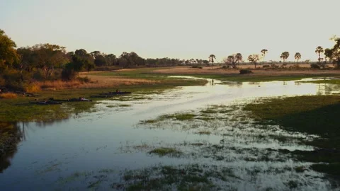 Exploring the rivers and wildlife of okavango delta in africa Stock Footage 326004189