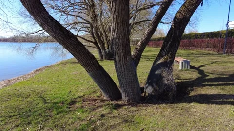 Exploring a riverside area with trees and a bench on a sunny day in the afternoo Stock-Footage 332636668