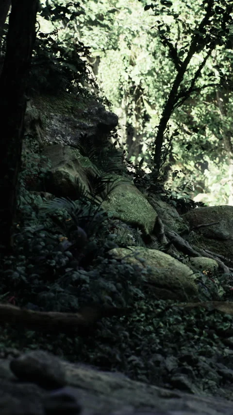 Exploring the rocky terrain in a dense forest during sunny daylight hours Stock Footage 331677318