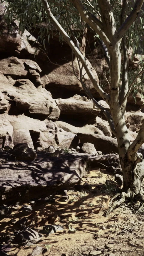 Exploring rocky terrain with trees under clear sky during afternoon light Stock Footage 333564789