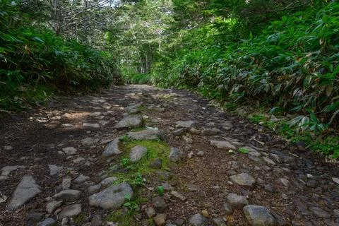 Exploring a rocky trail through dense greenery in the Russian wilderness Stock Photos