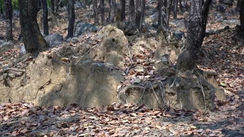 Exploring the Root System of an Ancient Tree Stock Footage 313565917
