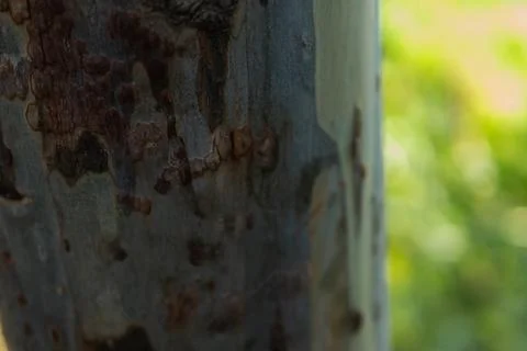 Exploring rustic tree bark patterns nature setting close-up image green bac.. Stockfoto's