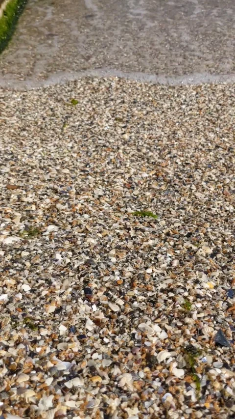 Exploring a sandy shoreline with seashells and pebbles on a sunny day Stock Footage 288107326