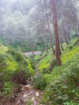 Exploring the scenic mountain pine trees and wild palms landscape Stock Photos