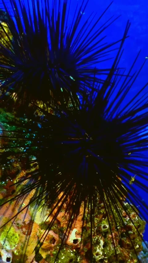 Exploring Sea Urchins in the Pristine Waters of Costa Rica Video stock 327097702