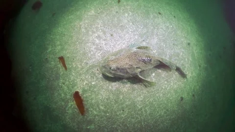 Exploring the Seabed. Arctic Cod Resting in the Depths of the Arctic Ocean Stock Footage 319690859