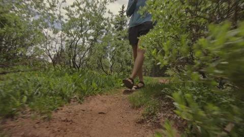 Exploring a serene forest hiking path surrounded by lush greenery and vibrant Stock Footage 288624199