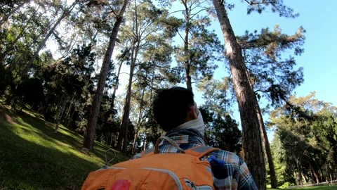 Exploring a Serene Forest Landscape Stock Footage 319414818