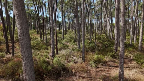Exploring a serene forest in late summer with tall trees and lush undergrowth Stock Footage 285950716