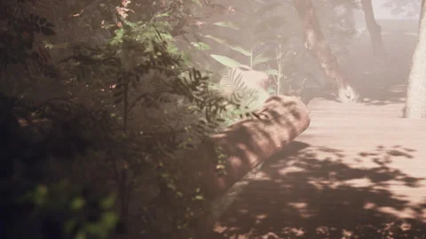 Exploring a Serene Forest Path Immersed in Soft Morning Light Stock Footage 344527260