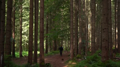 Exploring a serene forest path on a quiet day amidst tall trees Video stock 319022640