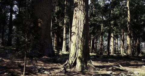 Exploring a serene forest with towering trees and soft natural light Stock Illustration