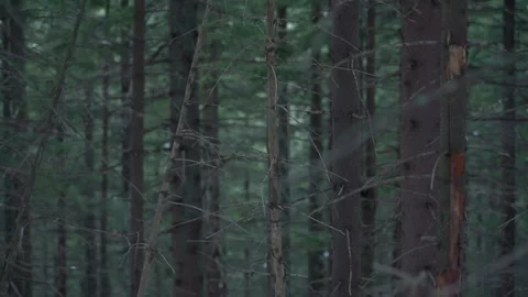 Exploring the serene green forest with towering trees during early morning Video stock 281855224