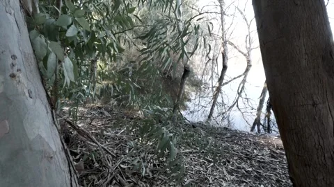 Exploring a serene lakeside area surrounded by eucalyptus trees Stock Footage 301304006