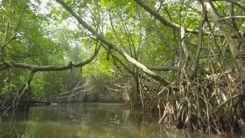 Exploring the serene mangrove forests of Sri Lanka by boat safari Video stock 305388935
