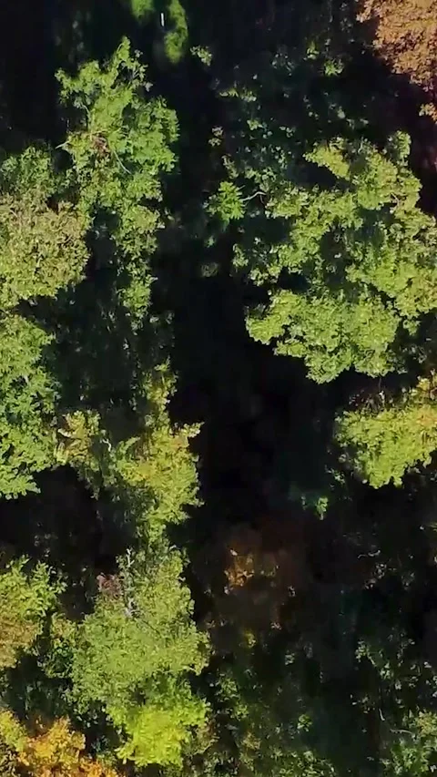 Exploring the Serene Park From Above With Vibrant Trees and a Winding Path in Stock Footage 319984614