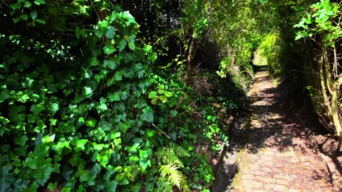 Exploring a Serene Path Lined With Lush Greenery in a Tranquil Setting Stock Footage 287901266