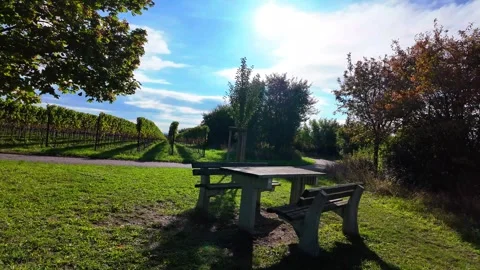 Exploring a Serene Picnic Spot Surrounded by Lush Vineyards on a Sunny Day in Stock Footage 287831213
