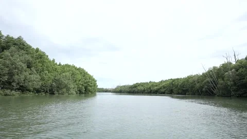 Exploring the Serene River Path Through Mangrove Forests in Kalimantan Stock Footage 255869210