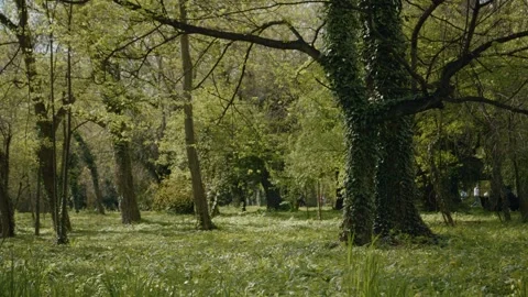 Exploring a serene spring day in the park surrounded by vibrant nature Stock Footage 308723692