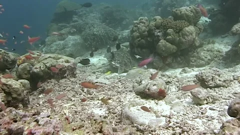 Exploring Serene Underwater Life With Green Sea Turtles in Sipadan Stock Footage 340585726